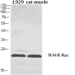 N/H/K-Ras Polyclonal Antibody