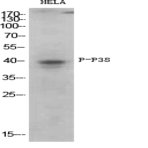 p38 (phospho Thr180/Y182) Polyclonal Antibody