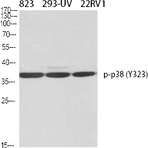 p38 (phospho Tyr323) Polyclonal Antibody