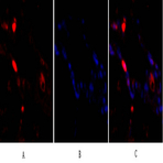 p38 Polyclonal Antibody