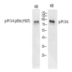 PI 3-kinase p85? (phospho Tyr607) Polyclonal Antibody