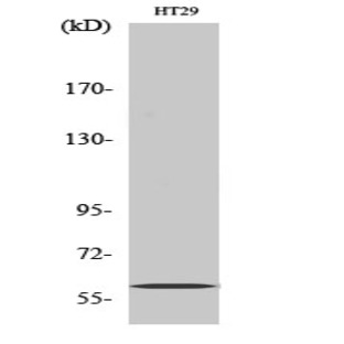 PKM2 Polyclonal Antibody