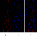 Raf-1 Polyclonal Antibody