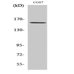 Rock-1 Polyclonal Antibody