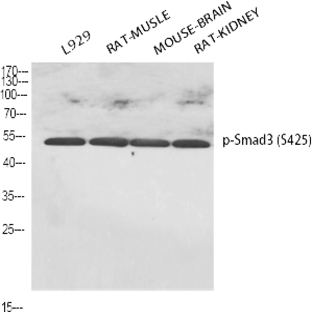 Smad3 (phospho Ser425) Polyclonal Antibody