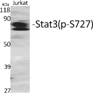 Stat3 (phospho Ser727) Polyclonal Antibody