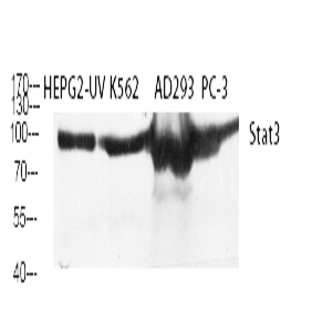 Stat3 Polyclonal Antibody