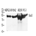 Stat3 Polyclonal Antibody