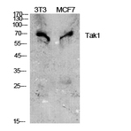 Tak1 Polyclonal Antibody