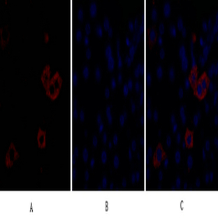 Bad Polyclonal Antibody