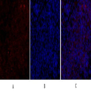 Bax Polyclonal Antibody