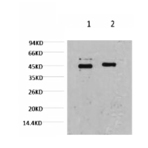 Caspase 9 Monoclonal Antibody