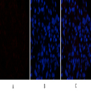 Caspase-1 Polyclonal Antibody