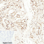 Caspase-7 Polyclonal Antibody