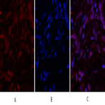 Caspase-3 Polyclonal Antibody