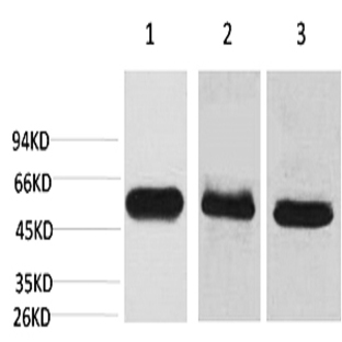 Caspase-8 Monoclonal Antibody