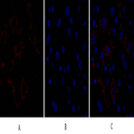 Caspase-8 Polyclonal Antibody