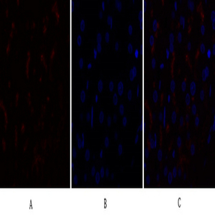 Caspase-9 Polyclonal Antibody