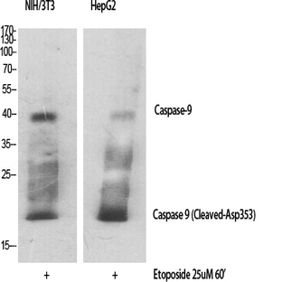 Cleaved-Caspase-9 (D353) Polyclonal Antibody