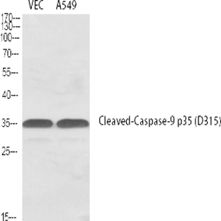 Cleaved-Caspase-9 p35 (D315) Polyclonal Antibody