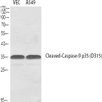 Cleaved-Caspase-9 p35 (D315) Polyclonal Antibody