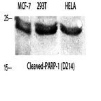 Cleaved-PARP-1 (D214) Polyclonal Antibody