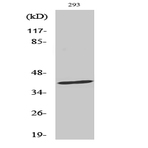 FAS Polyclonal Antibody