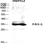 FAS-L Polyclonal Antibody