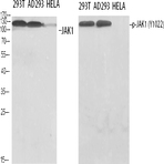 JAK1 (phospho Tyr1022) Polyclonal Antibody