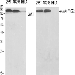 JAK1 Polyclonal Antibody