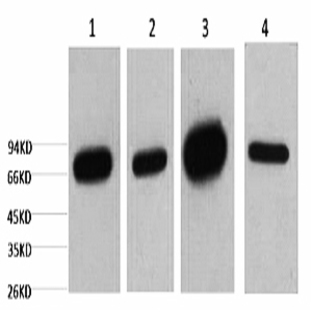 Lamin B1 Monoclonal Antibody