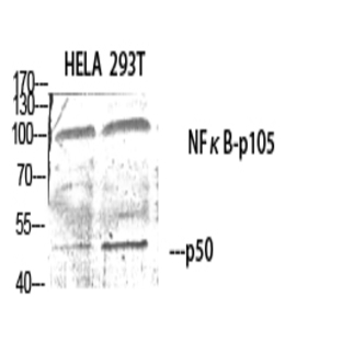 NF?B-p105/p50 Polyclonal Antibody