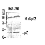 NF?B-p105/p50 Polyclonal Antibody