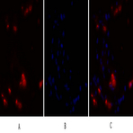 NF?B-p105/p50 Polyclonal Antibody