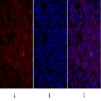 Survivin Polyclonal Antibody