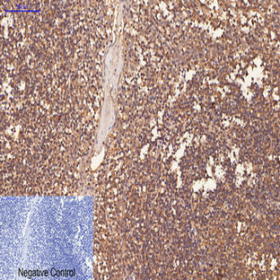 CD1 Monoclonal Antibody