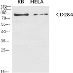 CD284 Polyclonal Antibody