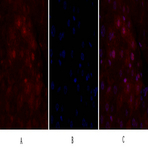 CD44 Polyclonal Antibody