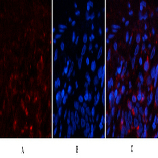 Cyclophilin B Monoclonal Antibody