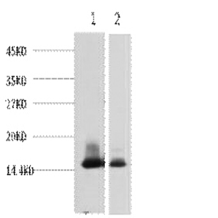 alpha Lactalbumin Monoclonal Antibody