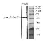 Akt (phospho Ser473) Polyclonal Antibody