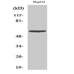 Akt1 Polyclonal Antibody