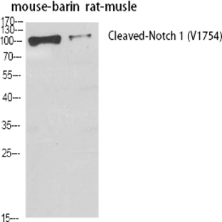 Cleaved-Notch 1 (V1754) Polyclonal Antibody