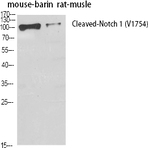 Cleaved-Notch 1 (V1754) Polyclonal Antibody