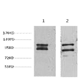 IDE Monoclonal Antibody