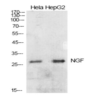 NGF Polyclonal Antibody