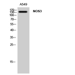 NOS3 Polyclonal Antibody