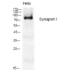 Synapsin I Polyclonal Antibody