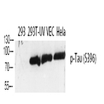 Tau (phospho Ser396) Polyclonal Antibody