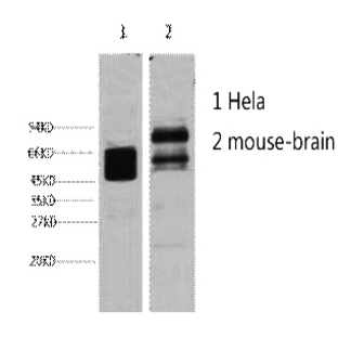 CK8 Monoclonal Antibody